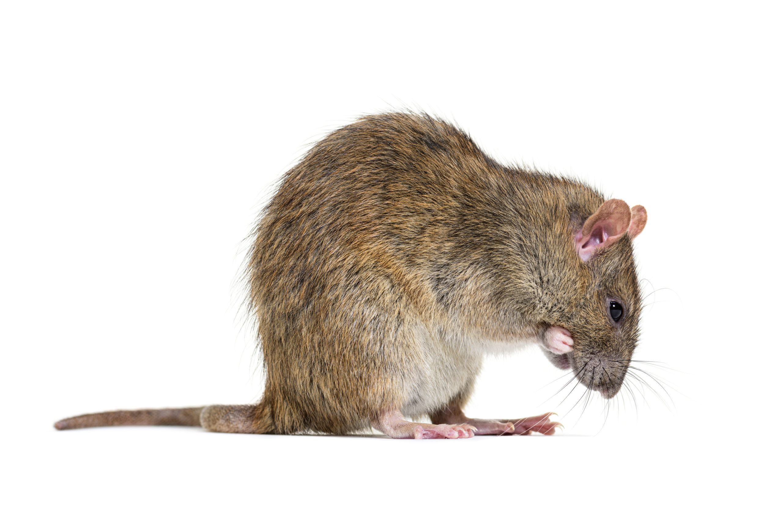 Illustration d'un rat - Solutions de dératisation par Nocibilis