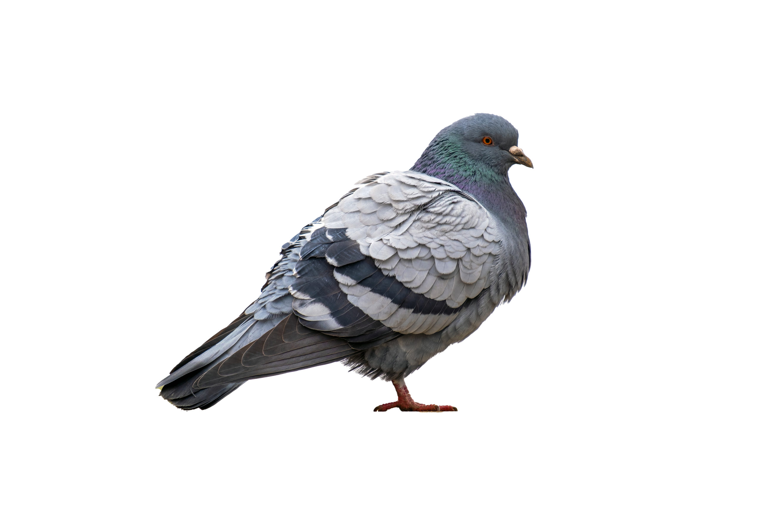 Image d'un pigeon sur un bâtiment - Service de dépigeonnage Nocibilis
