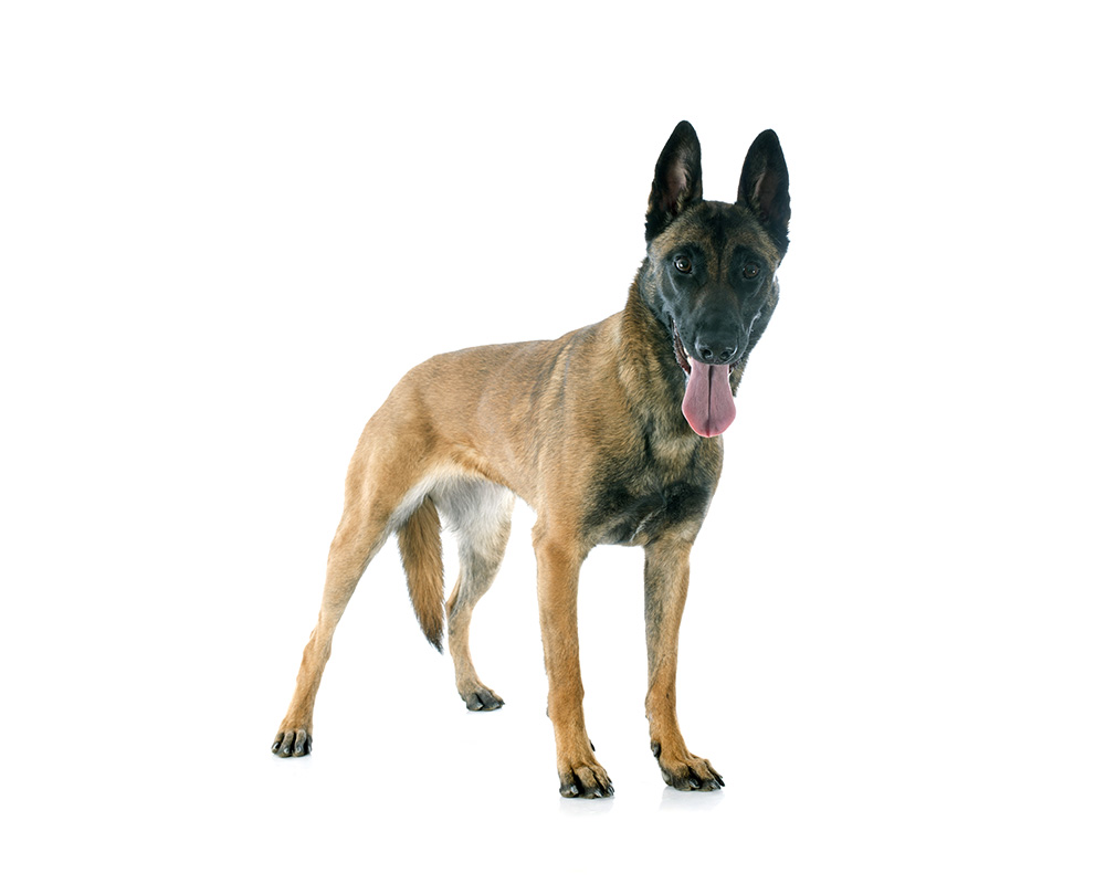 Chien pour la détection - Illustration du service innovant de détection canine chez Nocibilis.