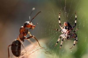 Fourmis et araignée ensemble - Nocibilis spécialisé dans la lutte contre ces nuisibles.