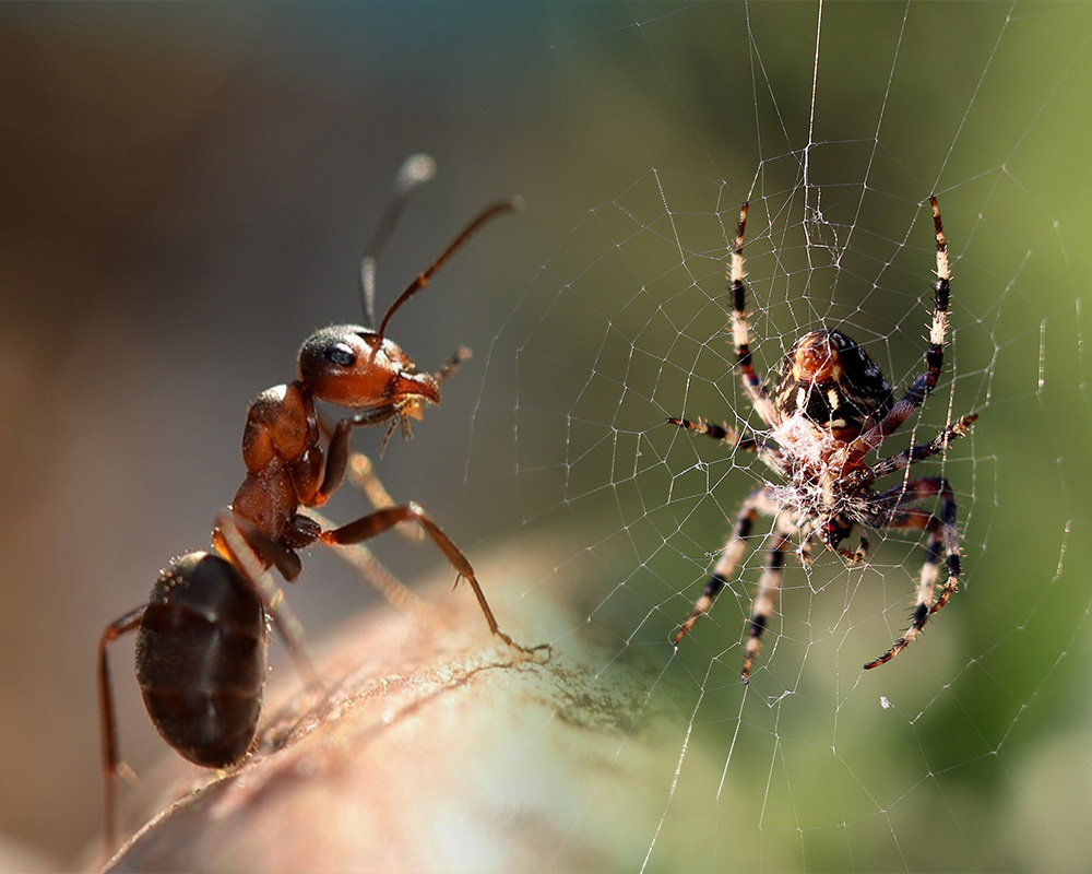 Fourmis et araignée ensemble - Nocibilis spécialisé dans la lutte contre ces nuisibles.