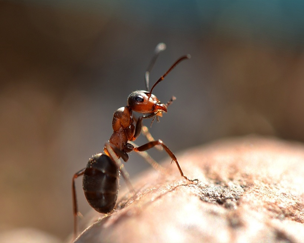 Illustration de fourmis - Nocibilis expert en élimination des infestations de fourmis.