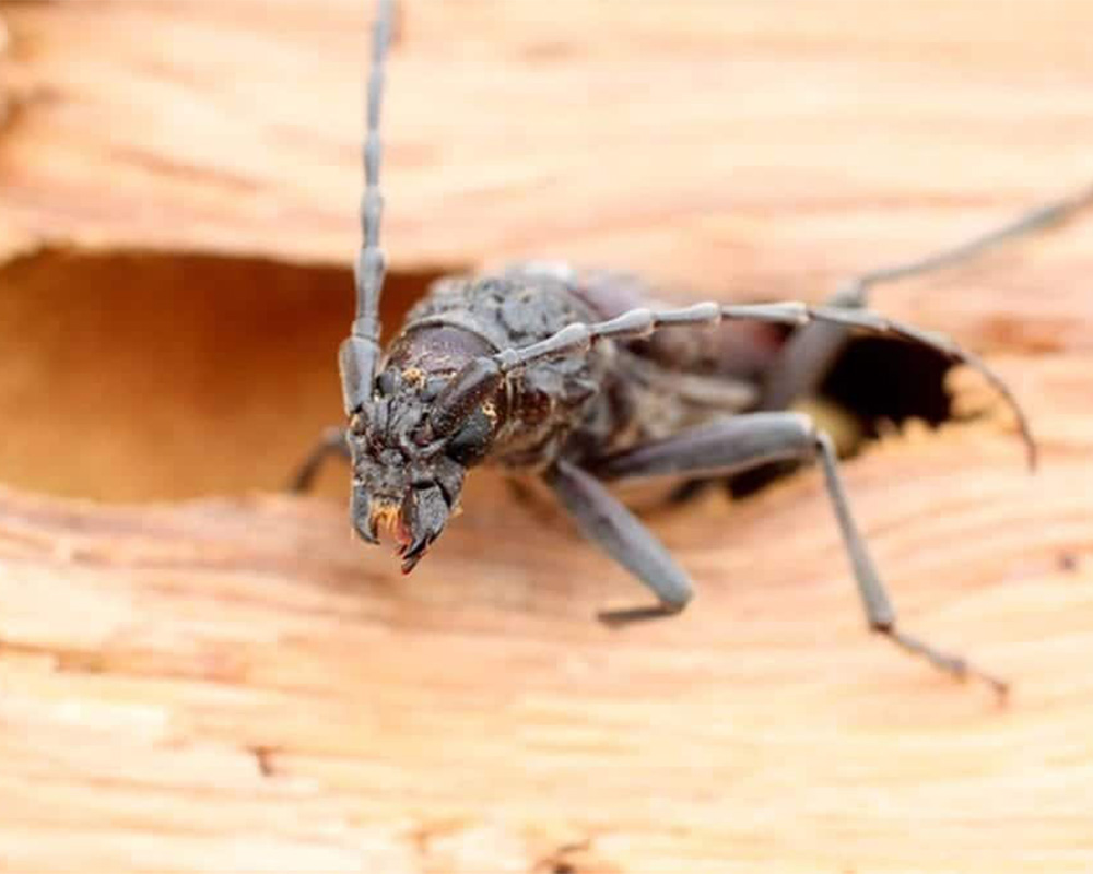 Image d'insecte xylophage - Cible des traitements Nocibilis contre les nuisibles du bois.