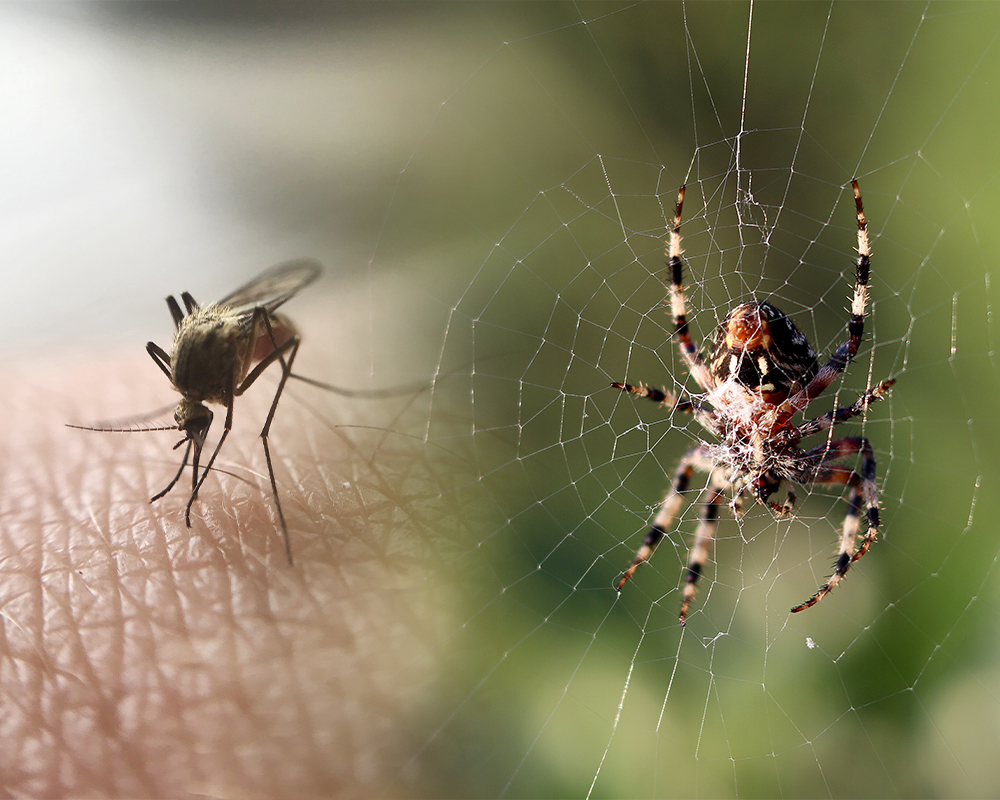 Moustiques et araignée en illustration - Représentation des nuisibles traités par Nocibilis.